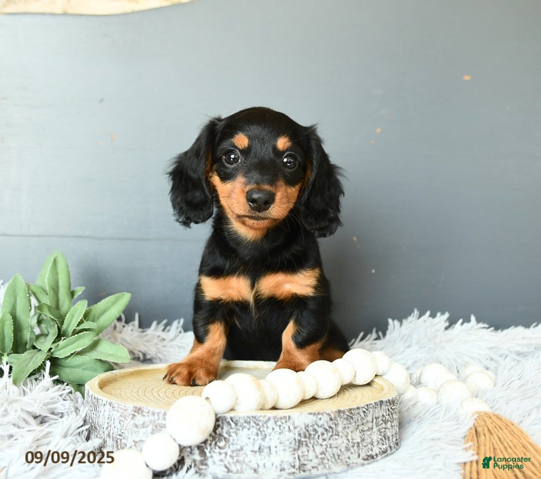 Brindle Dachshund Female Miniature Dachshund For Sale Sabrina