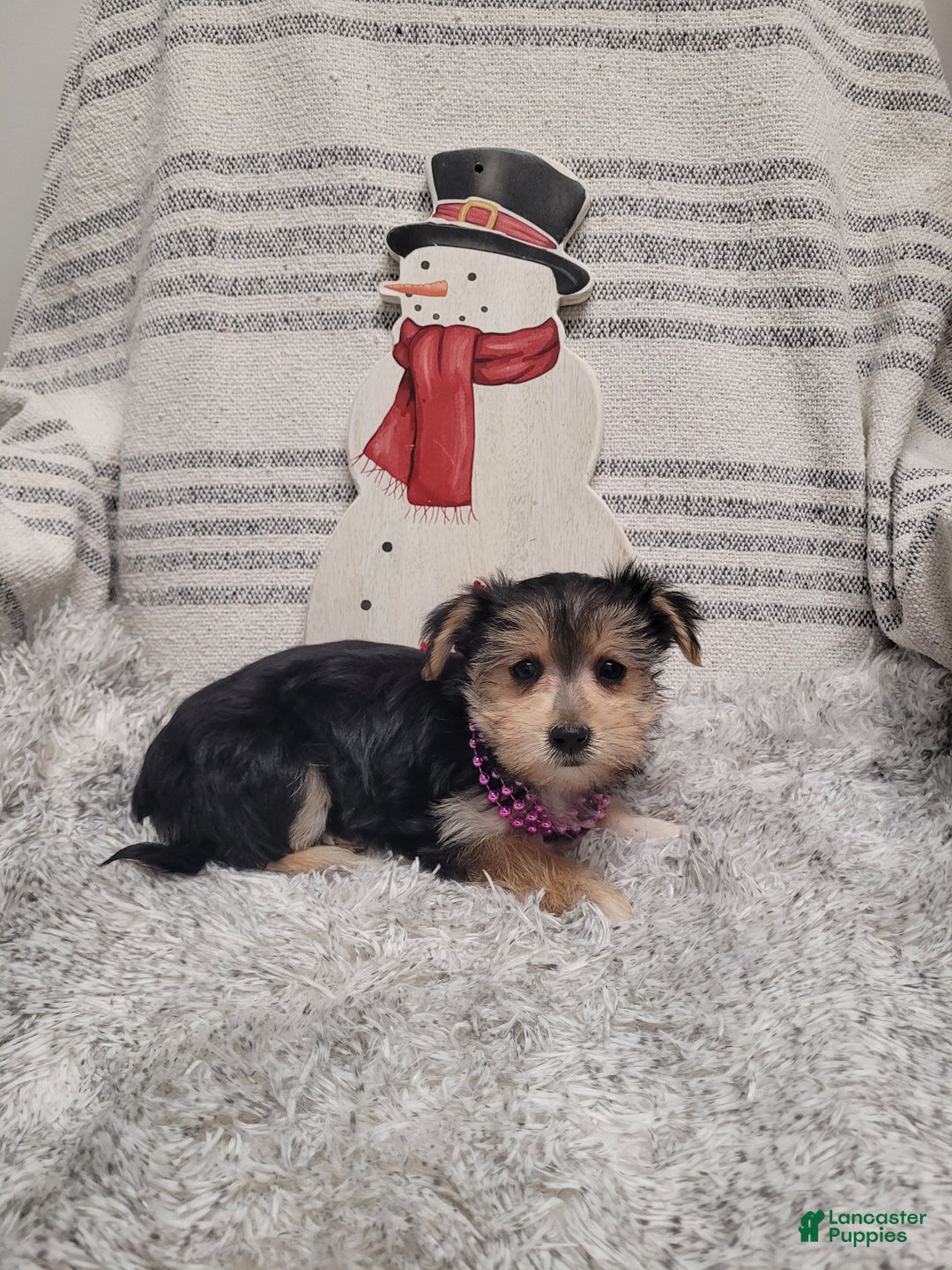 Morkie dogs for sale: Twix - Ad 4