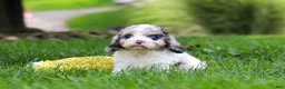 Cavapoo dogs for sale: Delilah - Ad 3