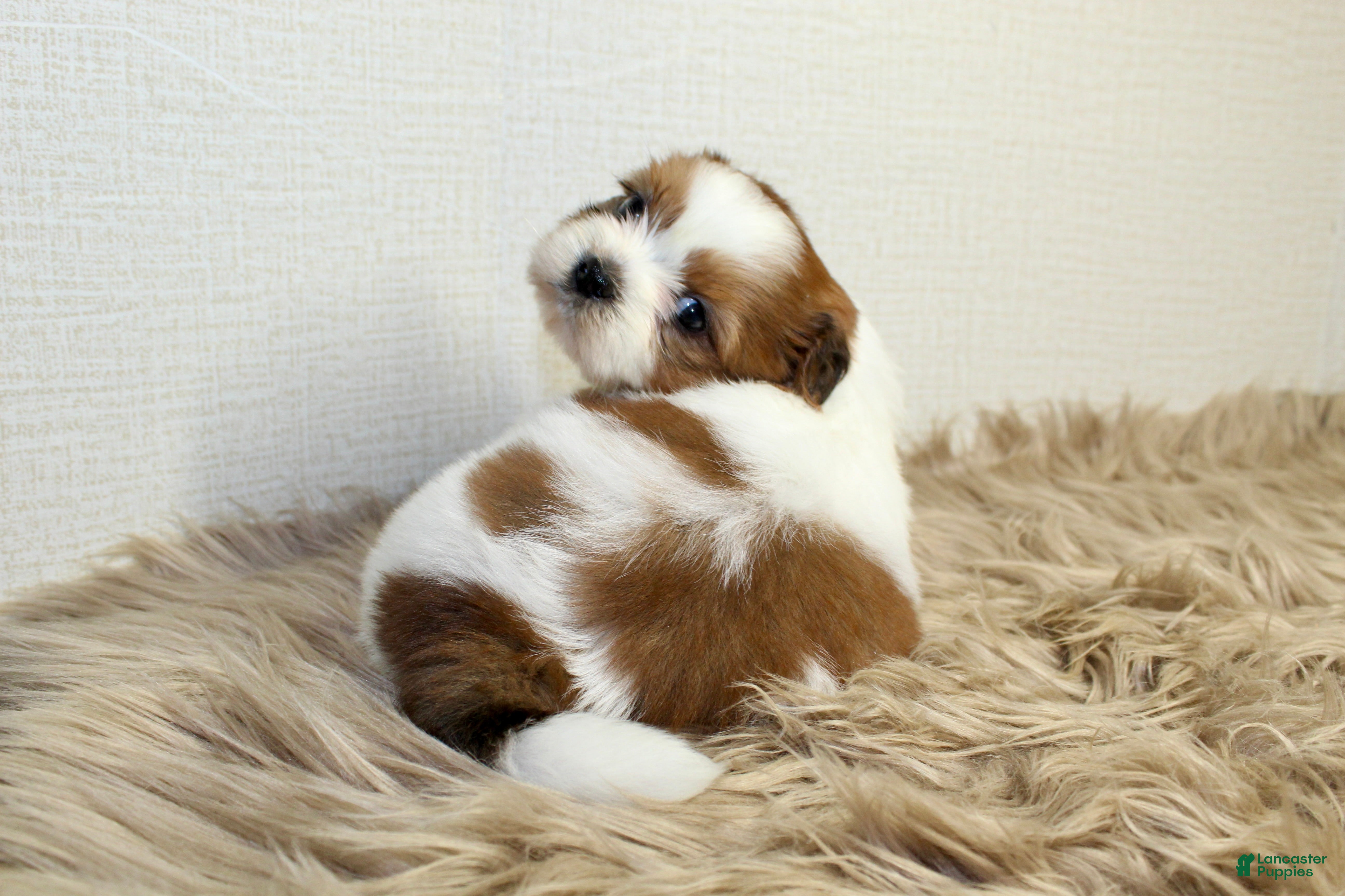 Shih Tzu dogs for sale: Niko - Ad 2