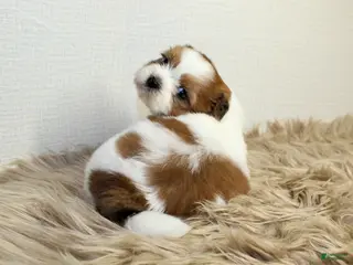 Shih Tzu dogs for sale: Niko - Ad 2