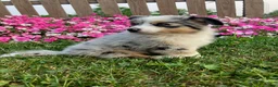 Miniature Australian Shepherd dogs for sale: Teddy - Ad 6