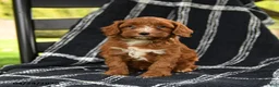 Cavapoo dogs for sale: Hershey - Ad 1