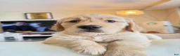 Golden Retriever dogs for sale: moly - Ad 3