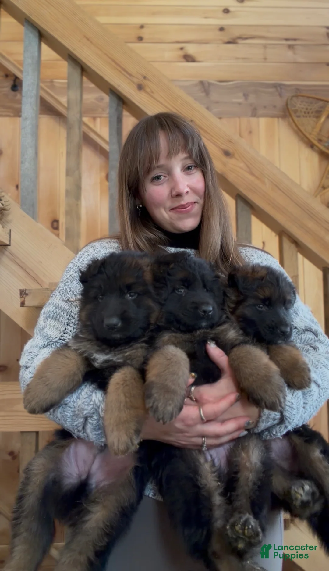 German Shepherd dogs for sale: German Shepherd Puppy 2 - Ad 6