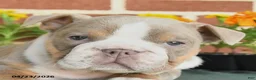 English Bulldog dogs for sale: Erica - Ad 2