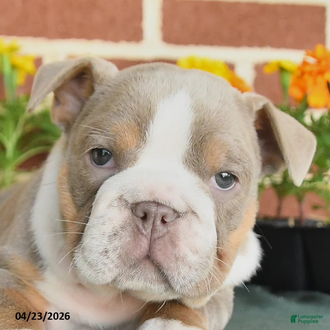 English Bulldog dogs for sale: Erica - Ad 2