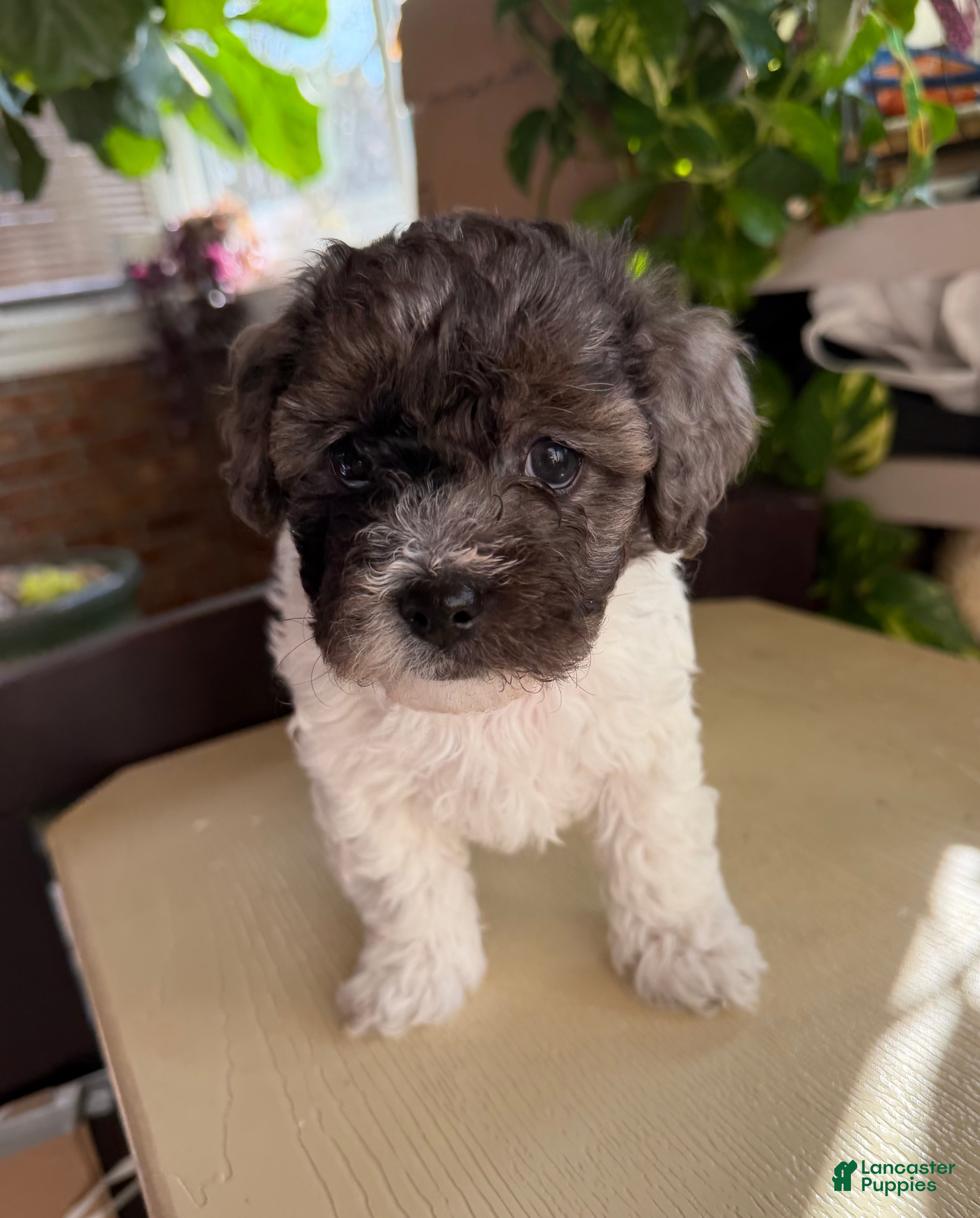 Yorkiepoo dogs for sale: Yorkiepoo ALUNA - Ad 3
