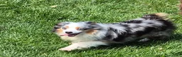 Toy Australian Shepherd dogs for sale: Toy Australian Shepherd 1 - Ad 4