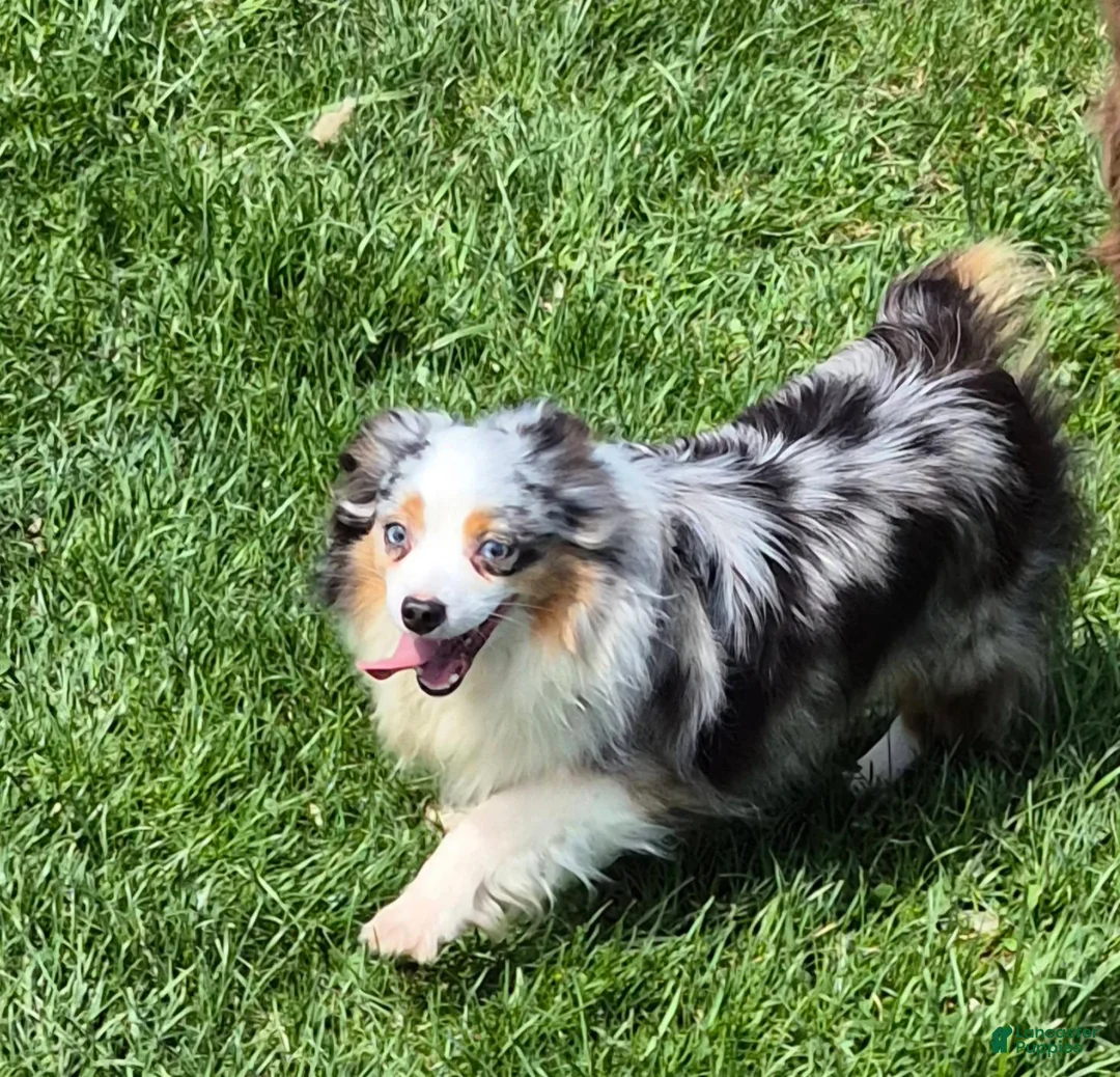 Toy Australian Shepherd dogs for sale: Toy Australian Shepherd 1 - Ad 4
