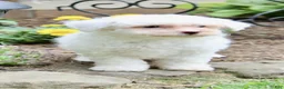 Bichpoo dogs for sale: Logan - Ad 5
