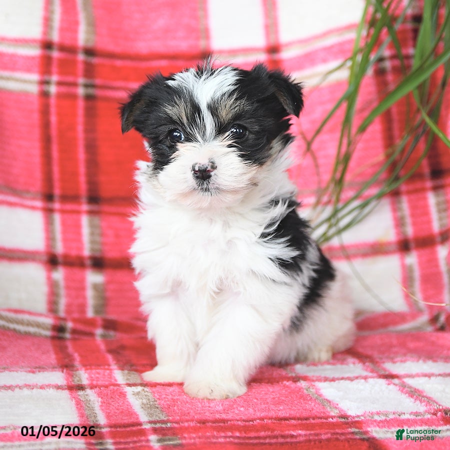 Morkie dogs Rocket - Ad 8