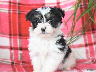 Morkie dogs Rocket - Ad 10