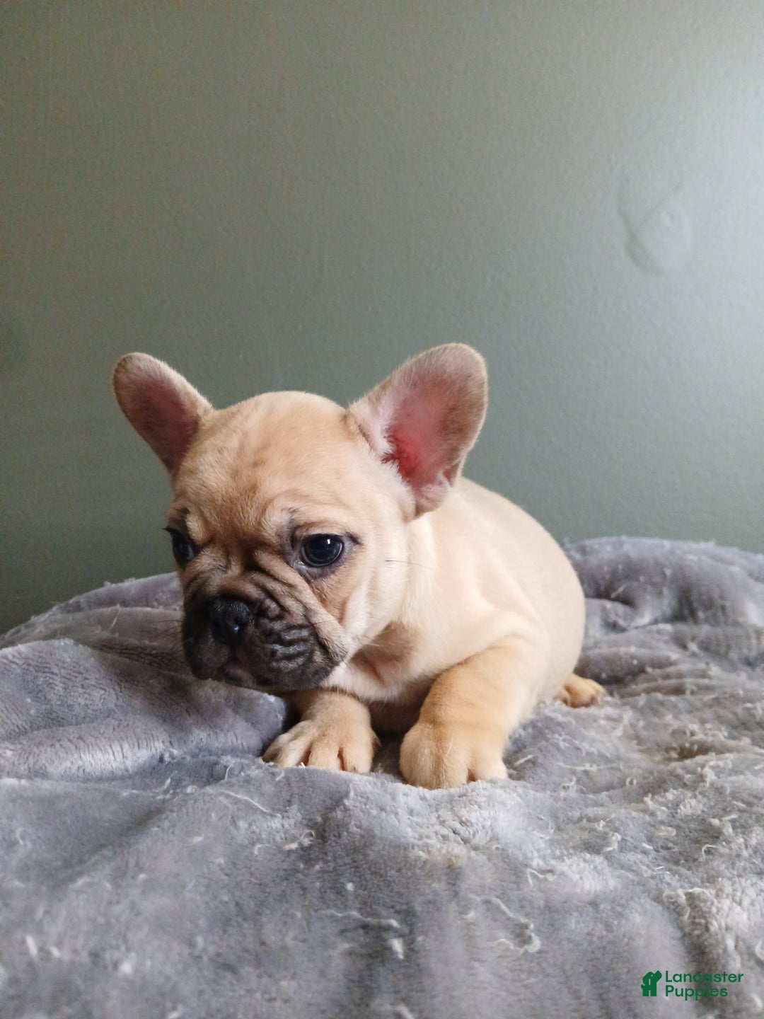 French Bulldog dogs for sale: French Bulldog Puppy 2 - Ad 2