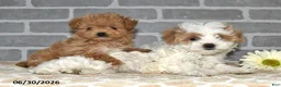 Maltipoo dogs for sale: Lenny - Ad 5