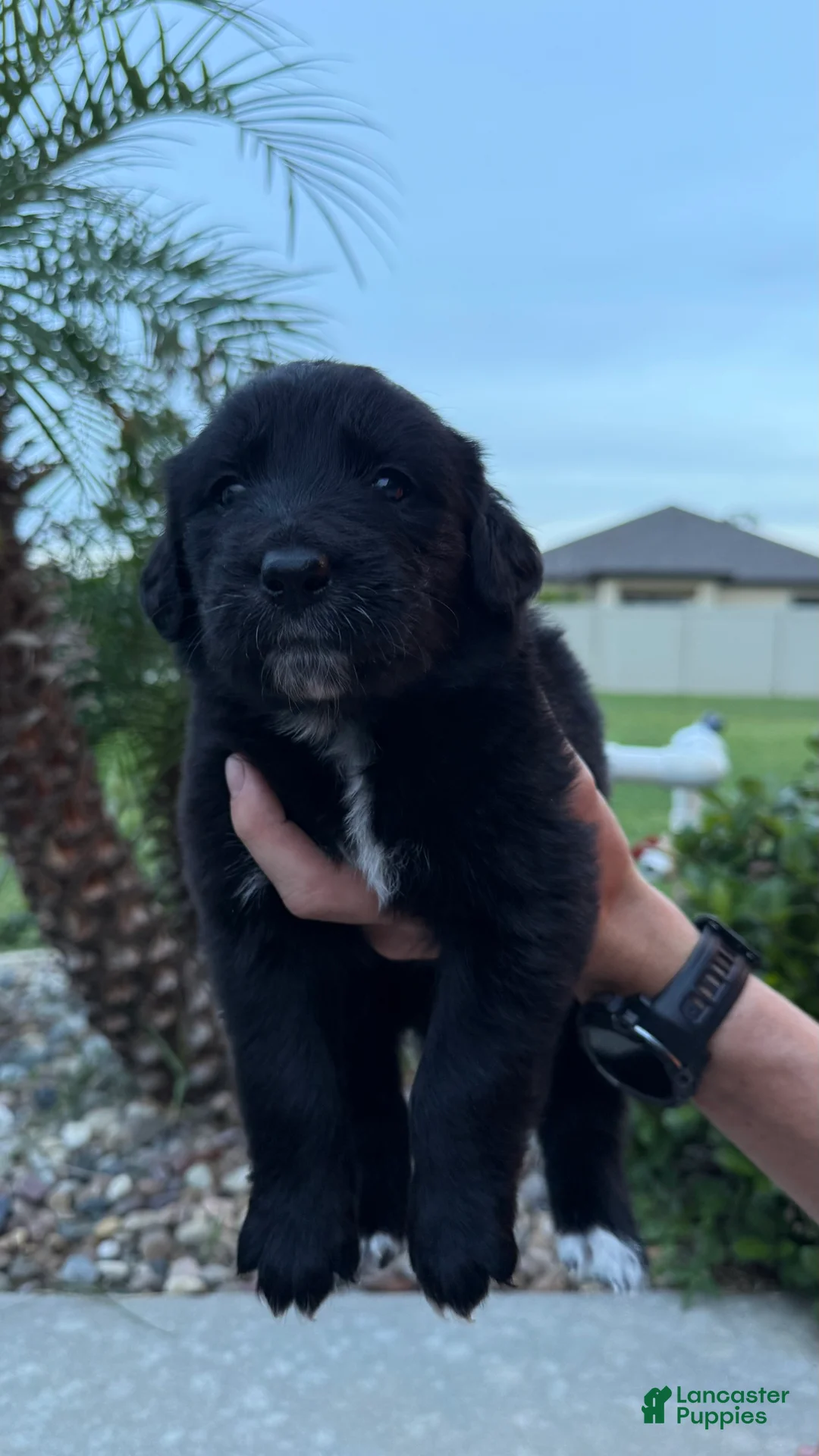 Mixed Breed dogs for sale: Ryder  - Ad 2