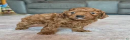 Miniature Poodle dogs for sale: Mini Leo - Ad 12