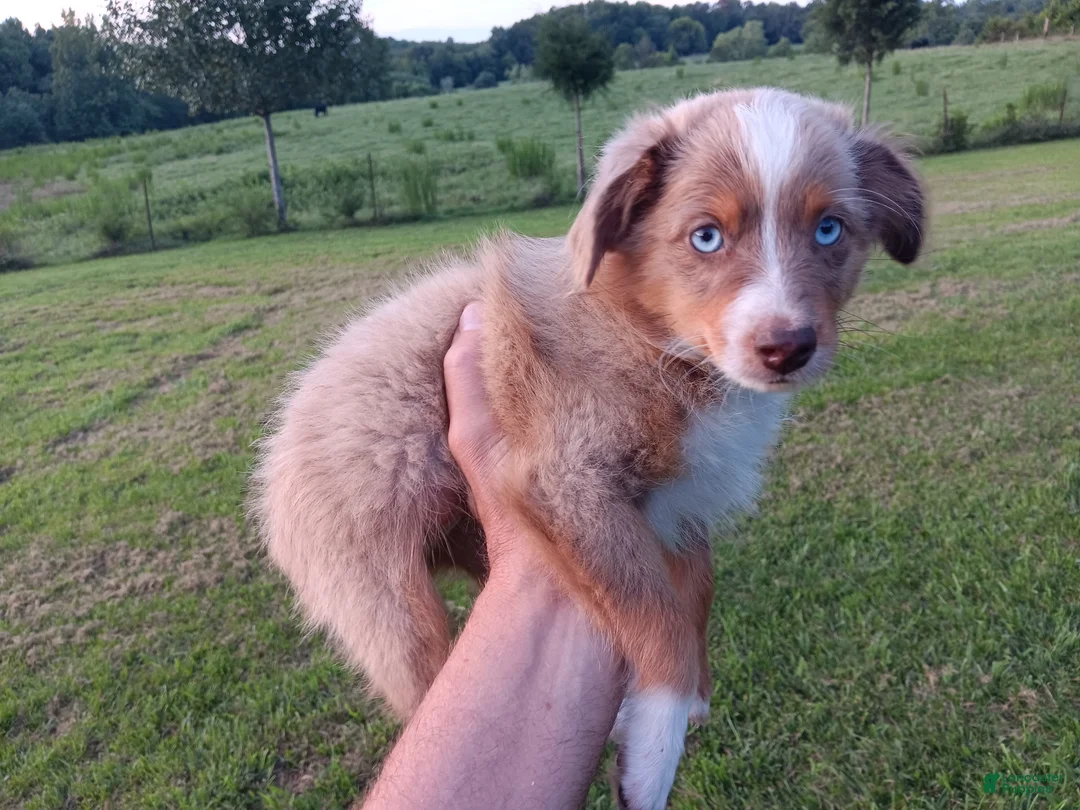 Toy Australian Shepherd dogs for sale: Toy Australian Shepherd 1 - Ad 2