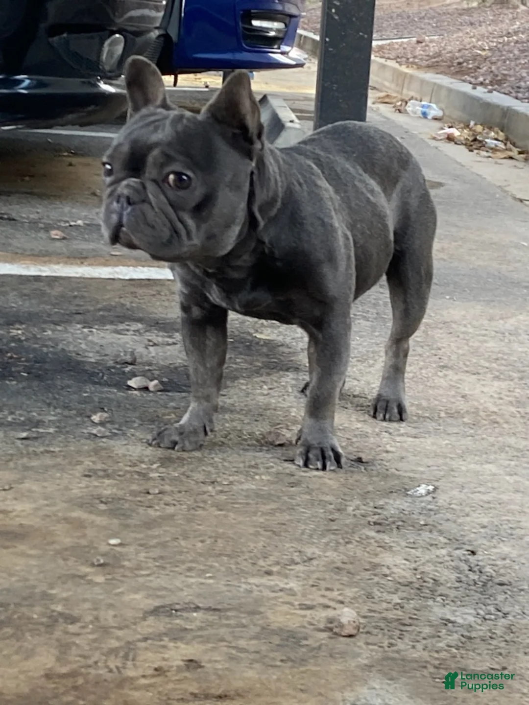 French Bulldog dogs for sale: French Bulldog Puppy 1 - Ad 14