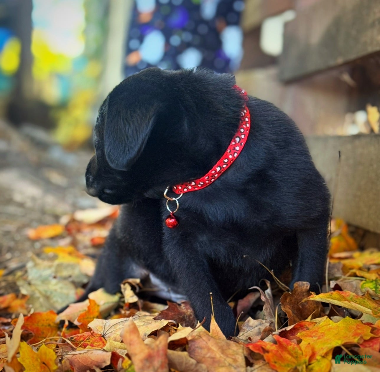 Labrador Retriever dogs for sale: Labrador Retriever 1 - Ad 2