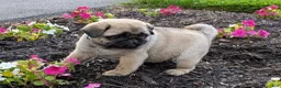 Pug dogs for sale: Big Paws - Ad 5
