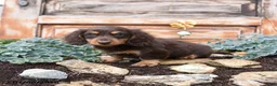 Miniature Dachshund dogs for sale: Reba - Ad 3