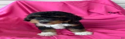 Mini Bernedoodle dogs for sale: WALTER - Ad 8