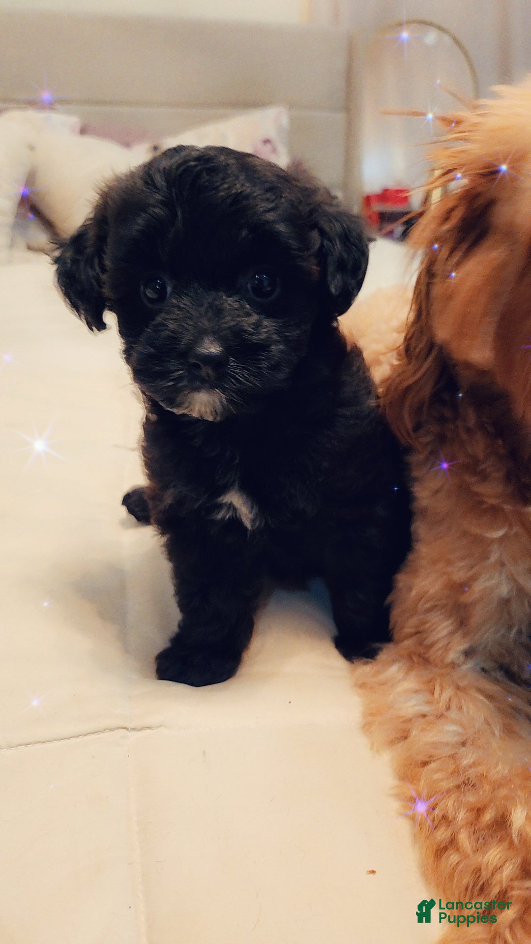 Cavapoo dogs for sale: Belize - Ad 1