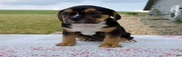 Beabull dogs for sale: Ginger - Ad 1