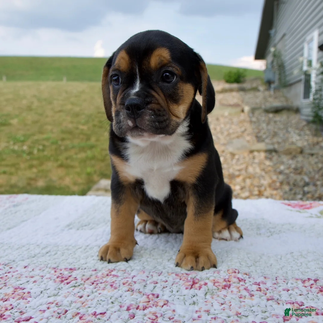 Beabull dogs for sale: Ginger - Ad 1
