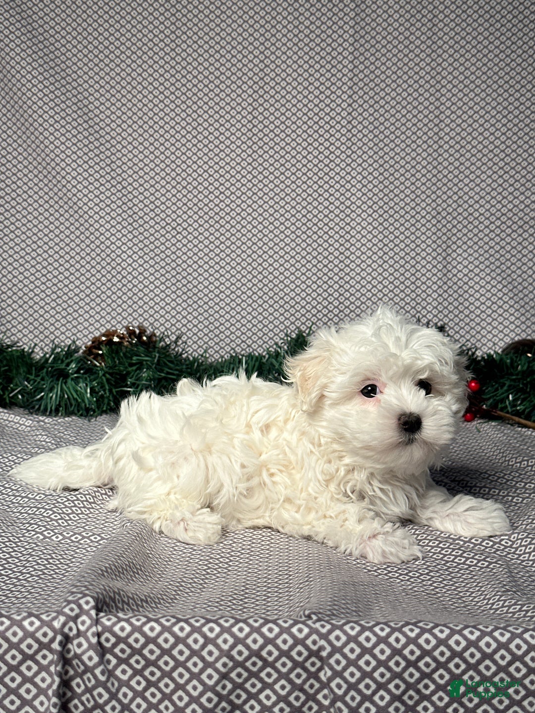 Maltese dogs for sale: Archie - Ad 2