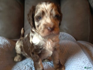 Labradoodle dogs - Ad 19