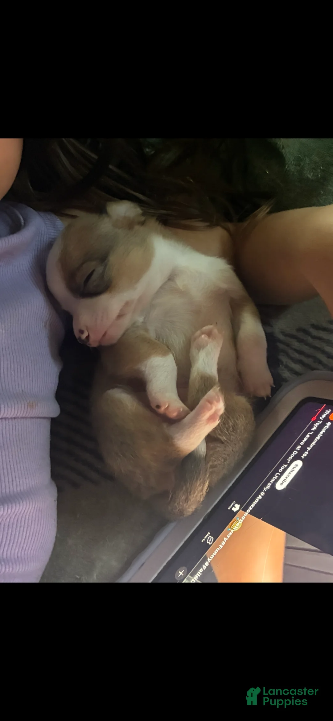 Chihuahua dogs for sale: Peanut - Ad 1