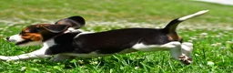 Beagle dogs for sale: Viola - Ad 11