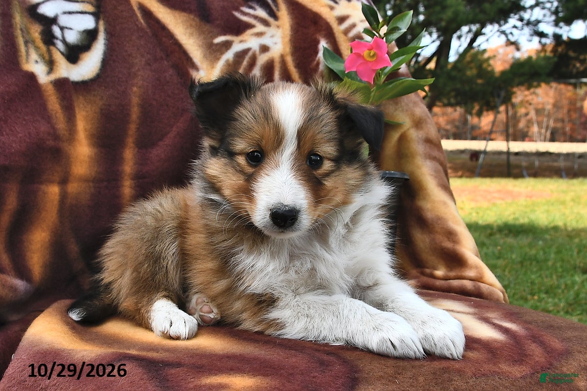 Shetland Sheepdog dogs for sale: Kitty  - Ad 1