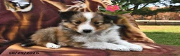 Shetland Sheepdog dogs for sale: Kitty  - Ad 1