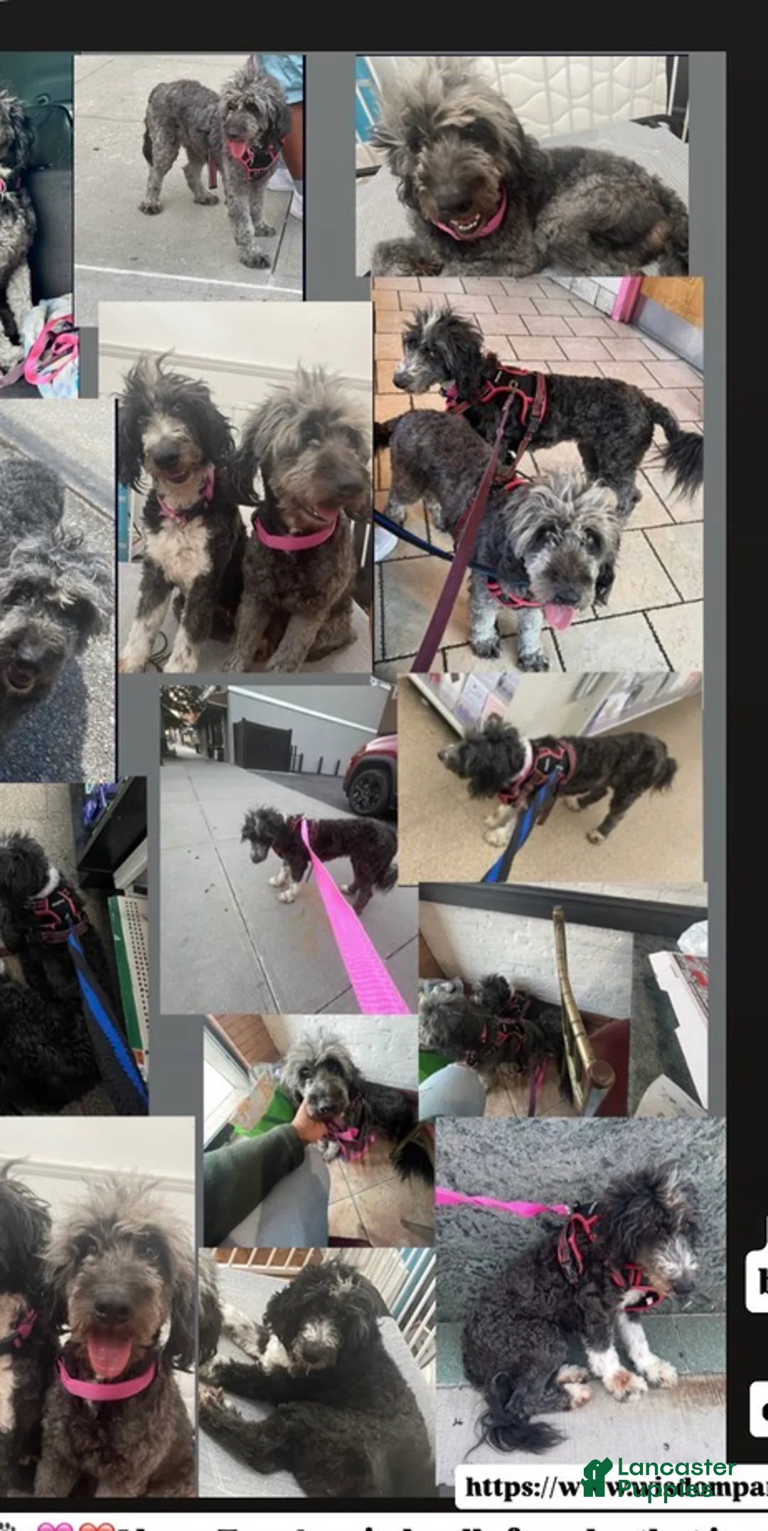 Aussiedoodle dogs for sale: Anna Andera two mini/medium Aussiedoodles  - Ad 1