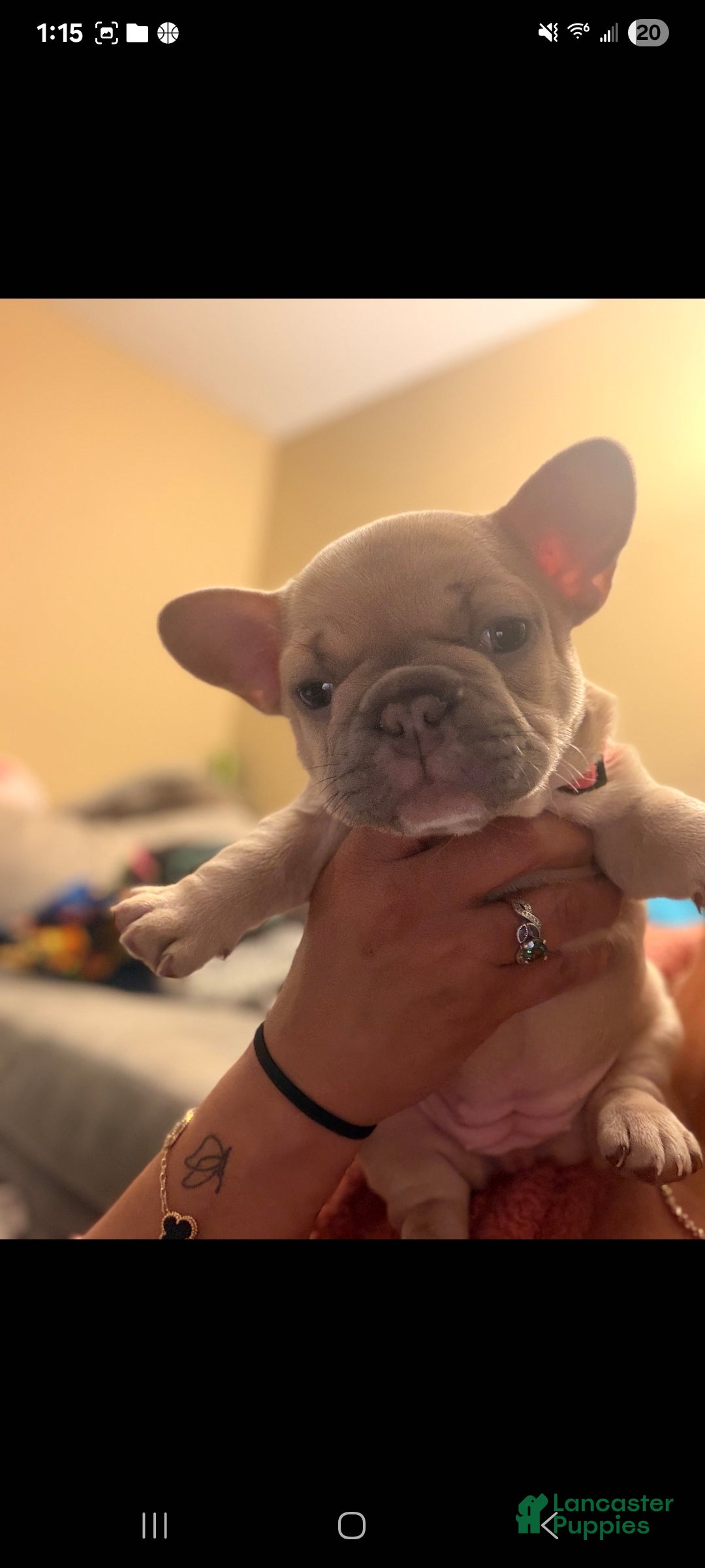 French Bulldog dogs for sale: Punkin - Ad 7