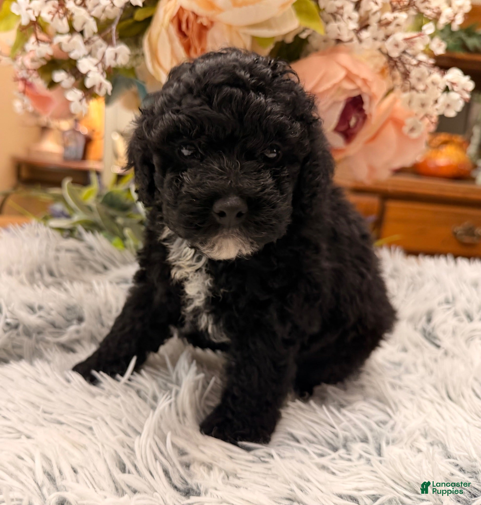 Miniature Poodle dogs for sale: Miniature Poodle 2 - Ad 2