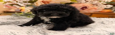 Miniature Poodle 2