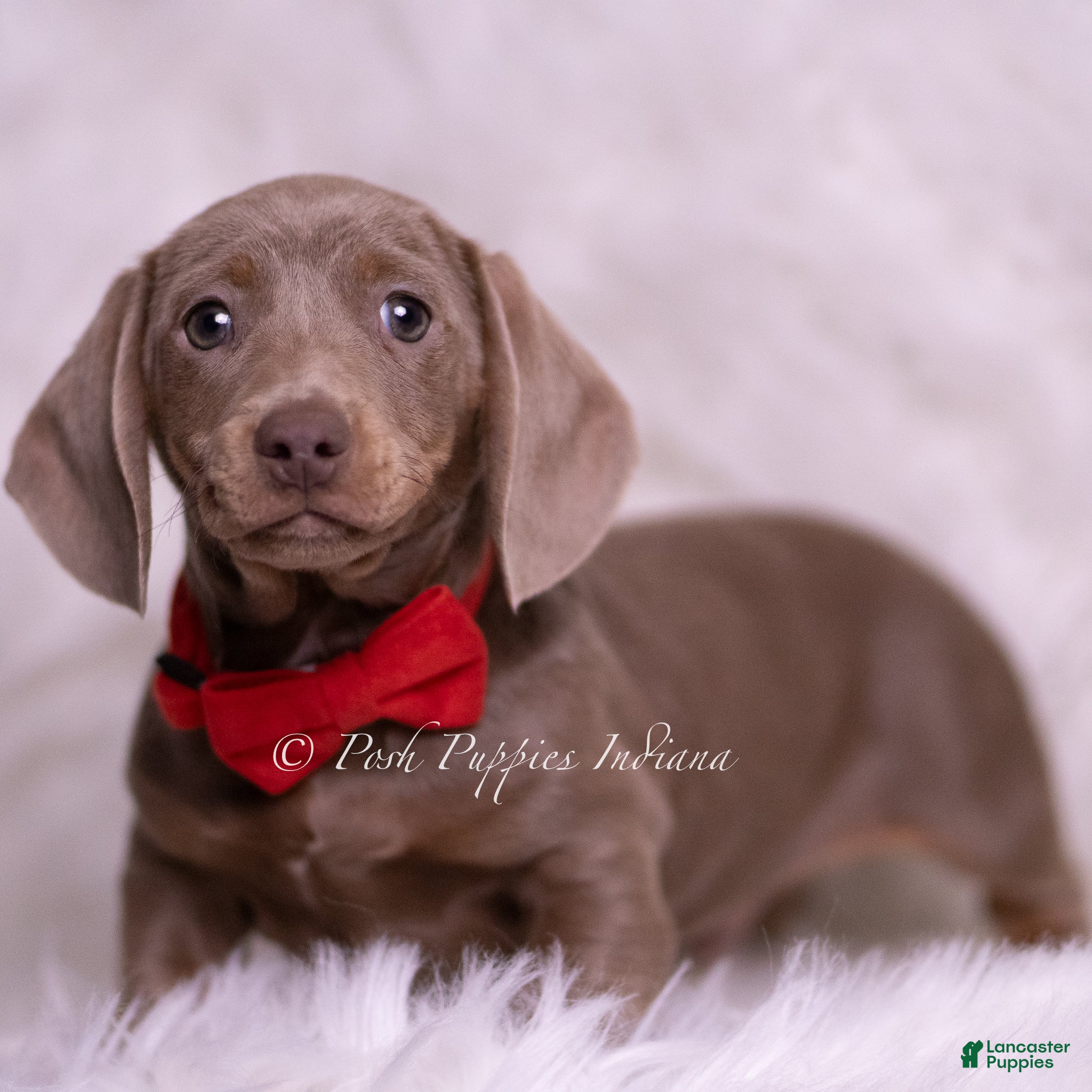 Miniature Dachshund dogs Carter - Ad 2
