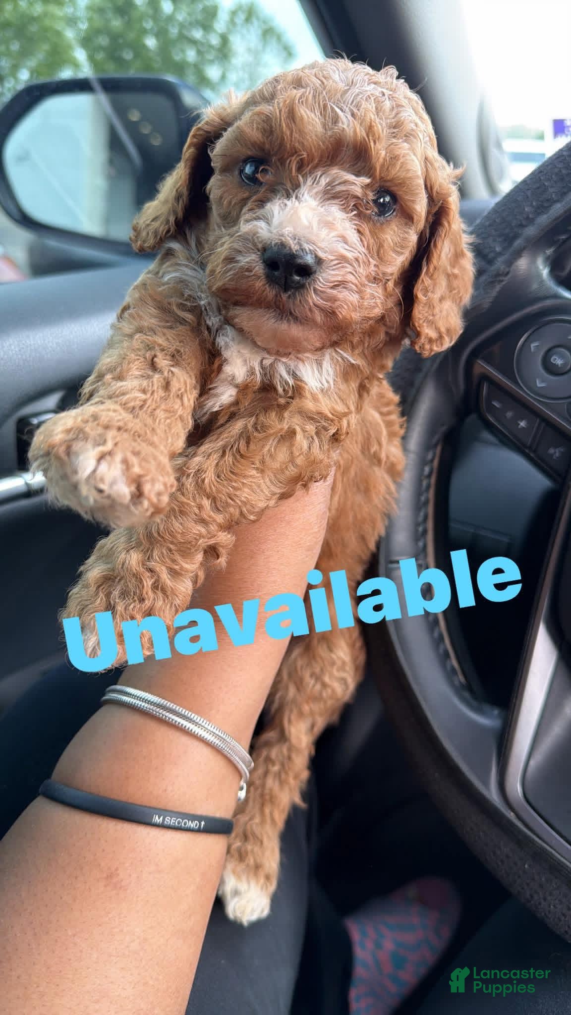 Cavapoo dogs Cavapoo Puppy 3 - Ad 7