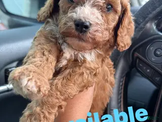 Cavapoo dogs Cavapoo Puppy 3 - Ad 37