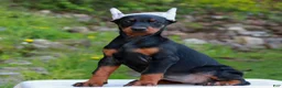 Doberman Pinscher dogs for sale: Avery  - Ad 1