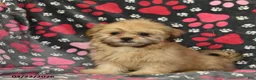 Shih Tzu dogs for sale: Zachary - Ad 3