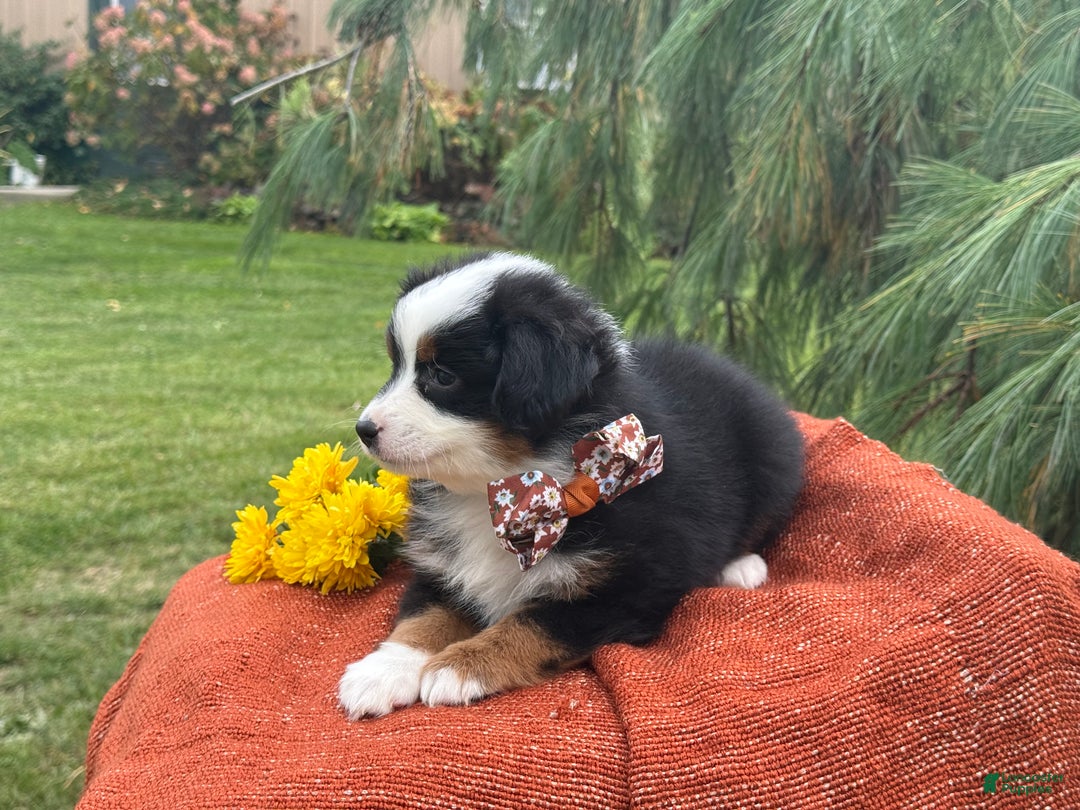 Miniature Australian Shepherd dogs for sale: Taz - Ad 9