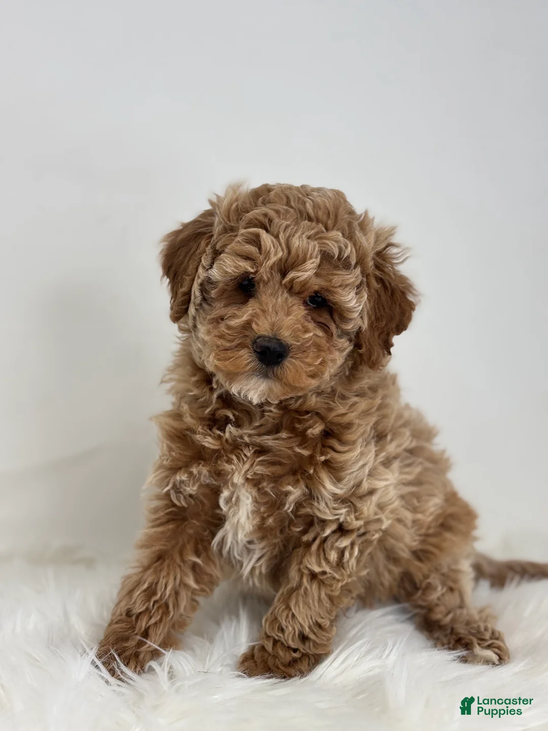Miniature Poodle dogs for sale: Madison - Ad 4