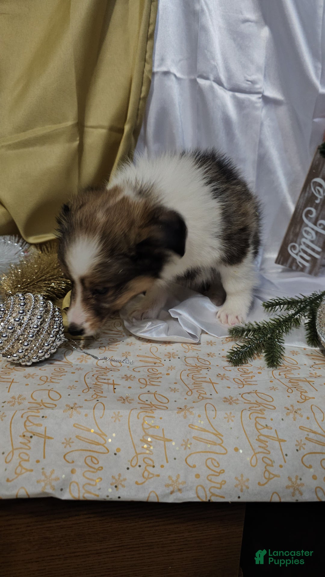 Shetland Sheepdog dogs for sale: Holly - Ad 3