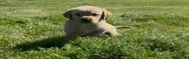 Labrador Retriever Puppy 1