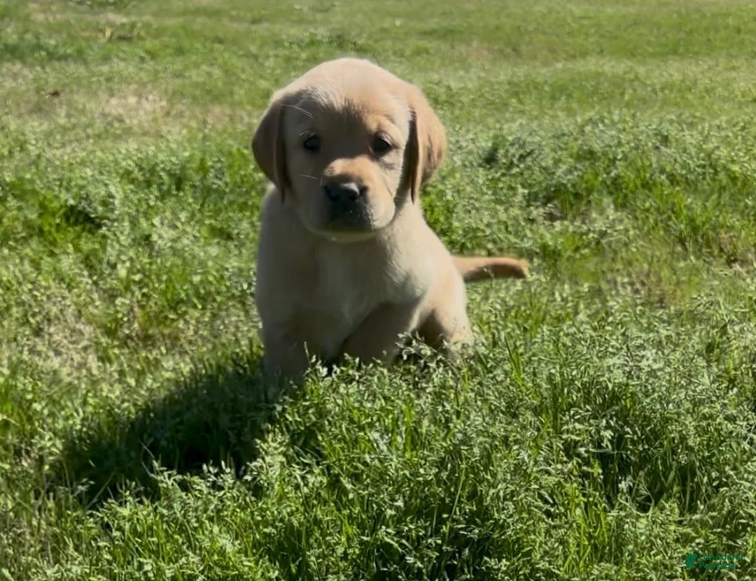 Labrador Retriever dogs for sale: Labrador Retriever Puppy 1 - Ad 1